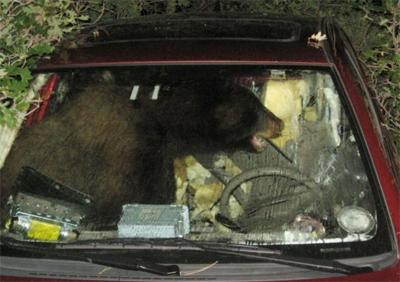 Медведь в авто